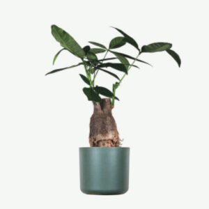 plants ecommerce product featured img 13