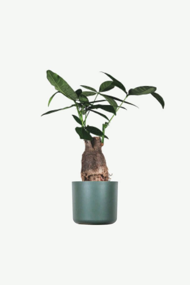 plants ecommerce product featured img 13 plants ecommerce product featured img 13