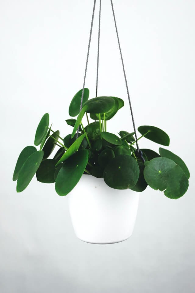 plants shop product gallery img 16 plants shop product gallery img 16