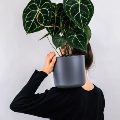 עלינו Plants Store Gallery Img 1 2