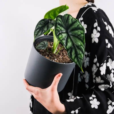 עלינו Plants Store Gallery Img 4 2