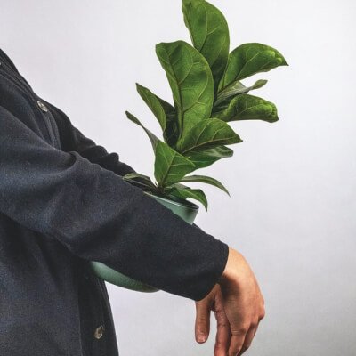 עלינו Plants Store Gallery Img 6 2