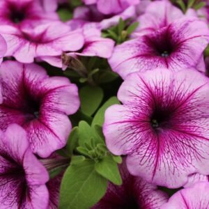 pink flowers in macro shot