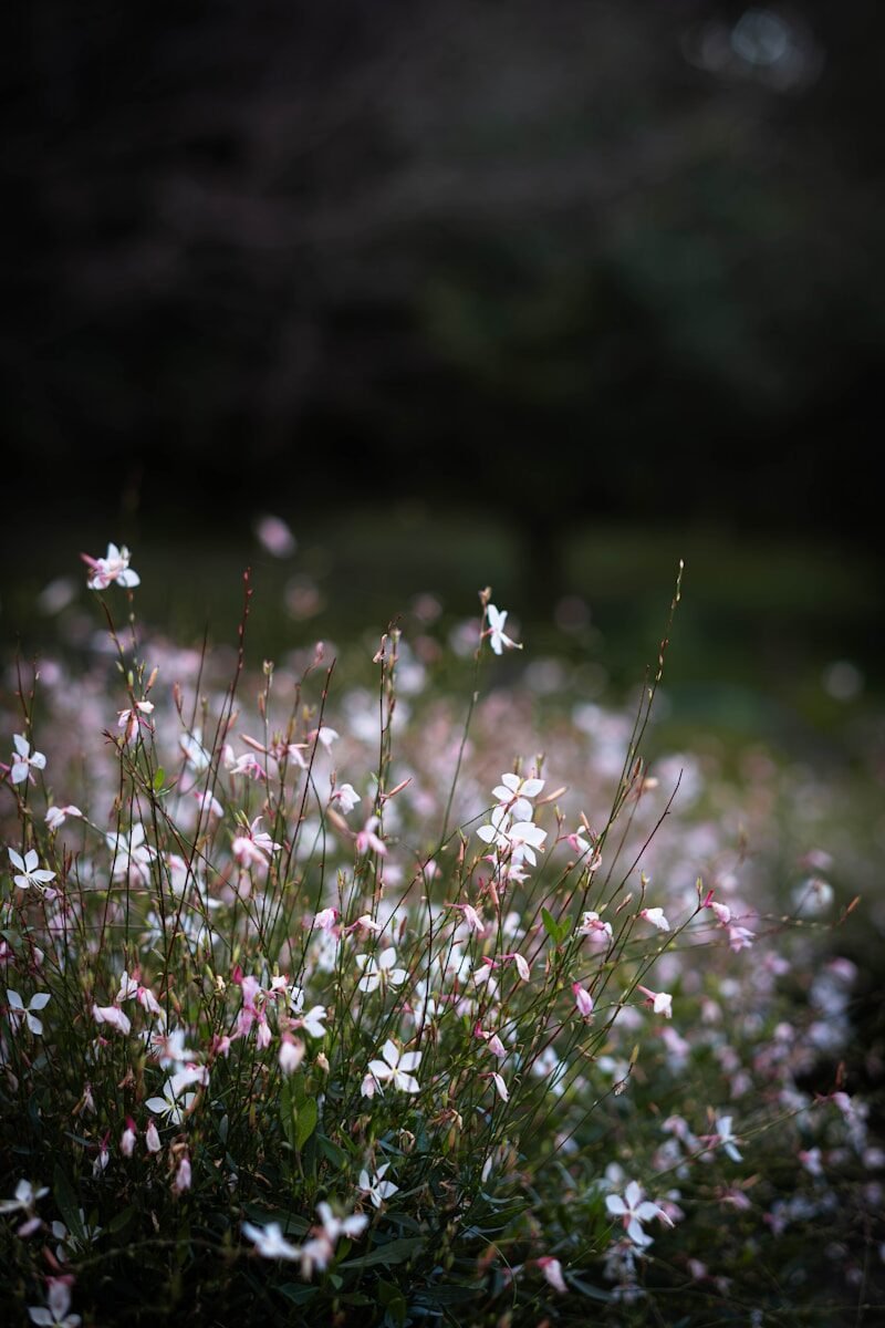 photo by fumiaki hayashi שתיל גאורה זקוף ואוורירי עם פרחים עדינים בעציץ