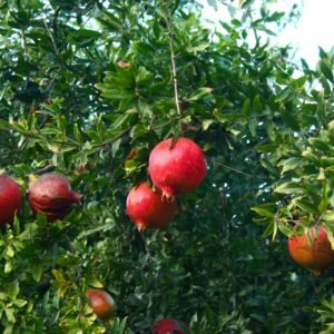 שתיל רימון ננסי עם פרחים ופירות קישוטיים קטנים בעציץ
