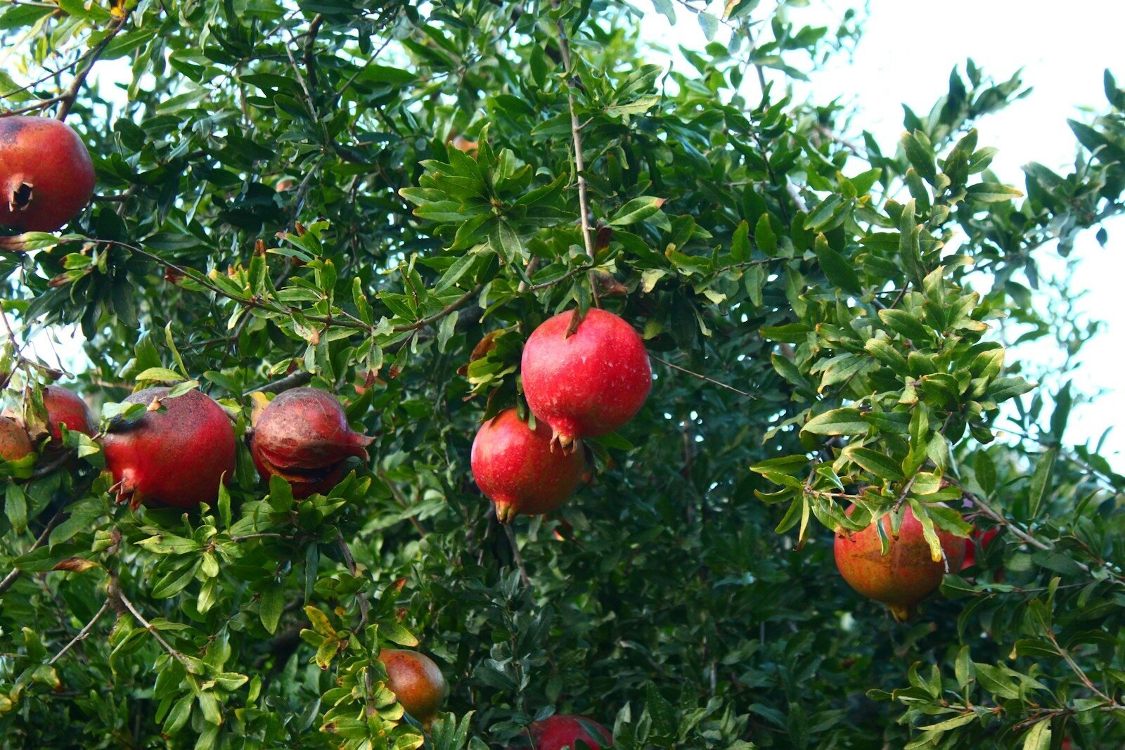 photo by seval torun שתיל רימון ננסי עם פרחים ופירות קישוטיים קטנים בעציץ