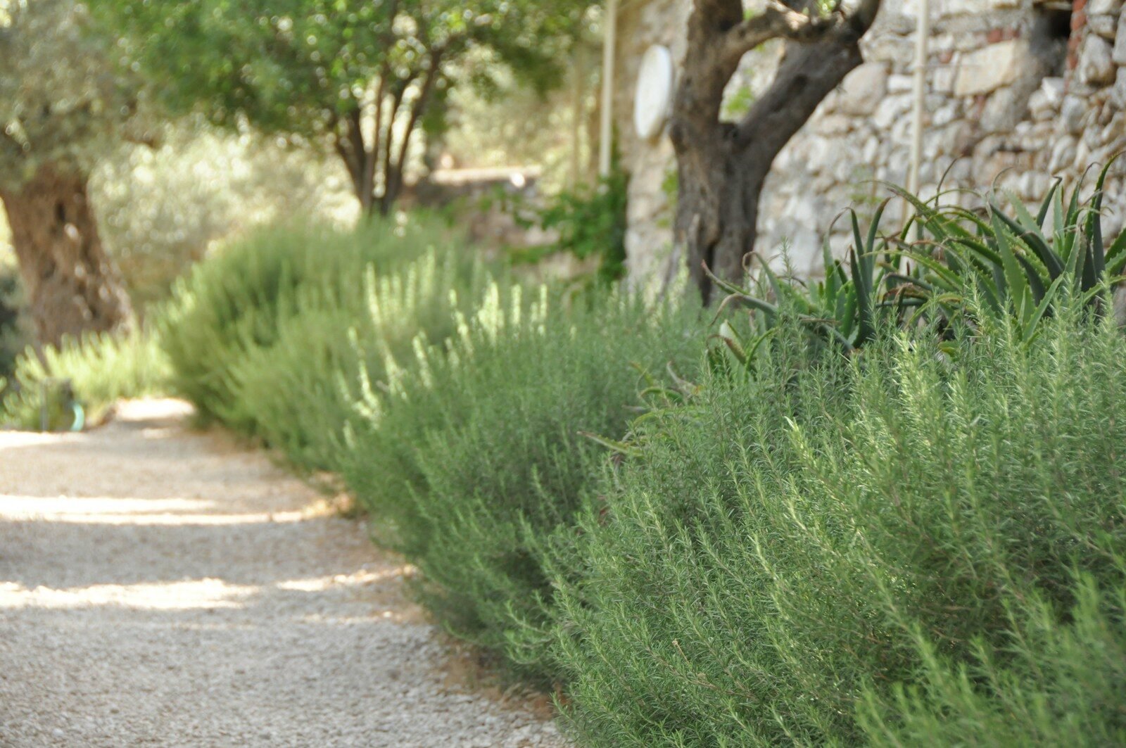 photo by lisa forkner שתיל רוזמרין ירוק וריחני בעציץ שמש מלאה