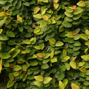 Green ivy leaves covering a wall