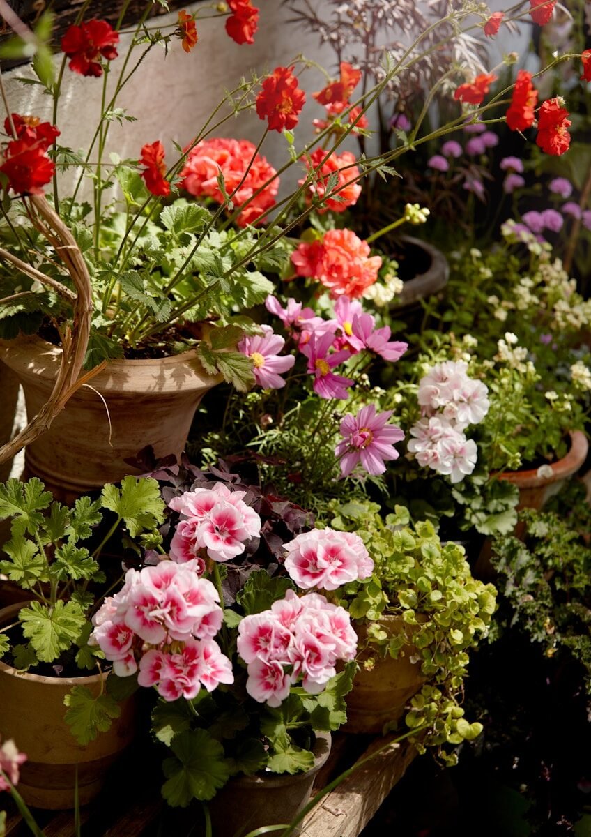 photo by pelargoniums for europe שתיל גרניום זוחל מסתרע ונשפך בעציץ תלוי