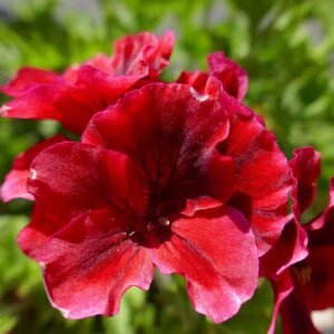 giulivec geranium 4258472 1920