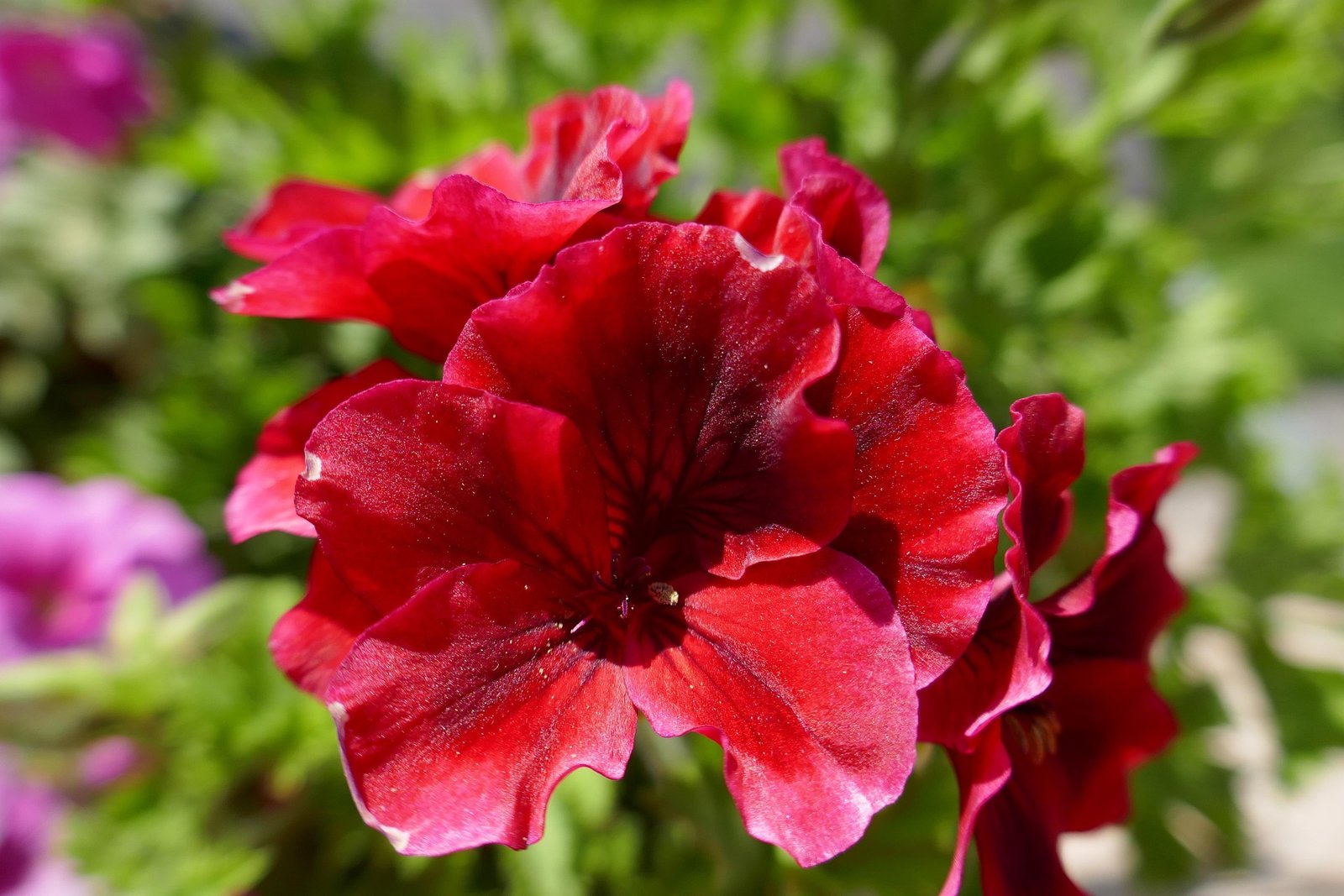 giulivec geranium 4258472 1920 giulivec geranium 4258472 1920
