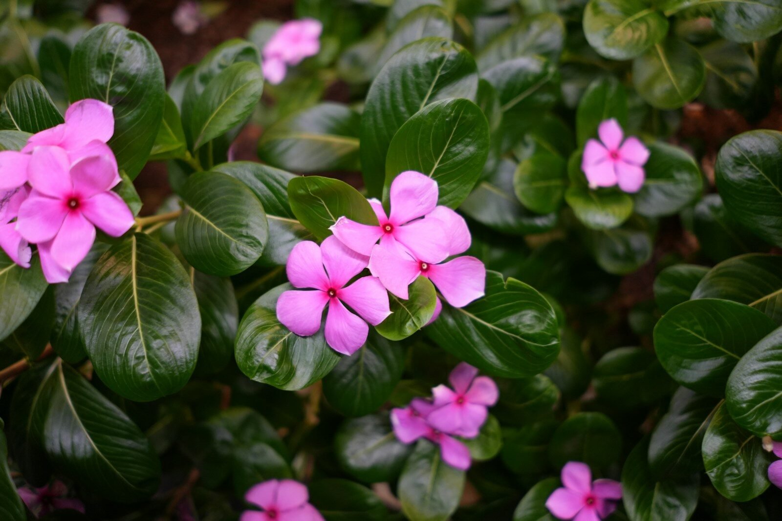 photo by devi alfiani שתיל וינקה חזק ועמיד בשלל צבעים בעציץ תחת שמש ישירה