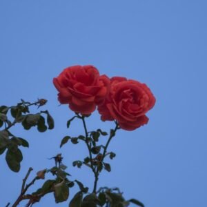 שתיל ורד סיני כנפי מלאך קומפקטי ופורח בעציץ