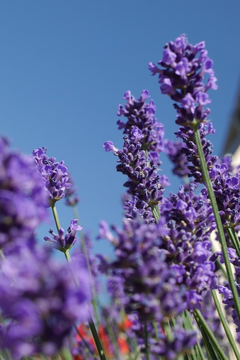 photo by mona hamm שתיל לבנדר משונן ירוק ופורח בעציץ למרפסת