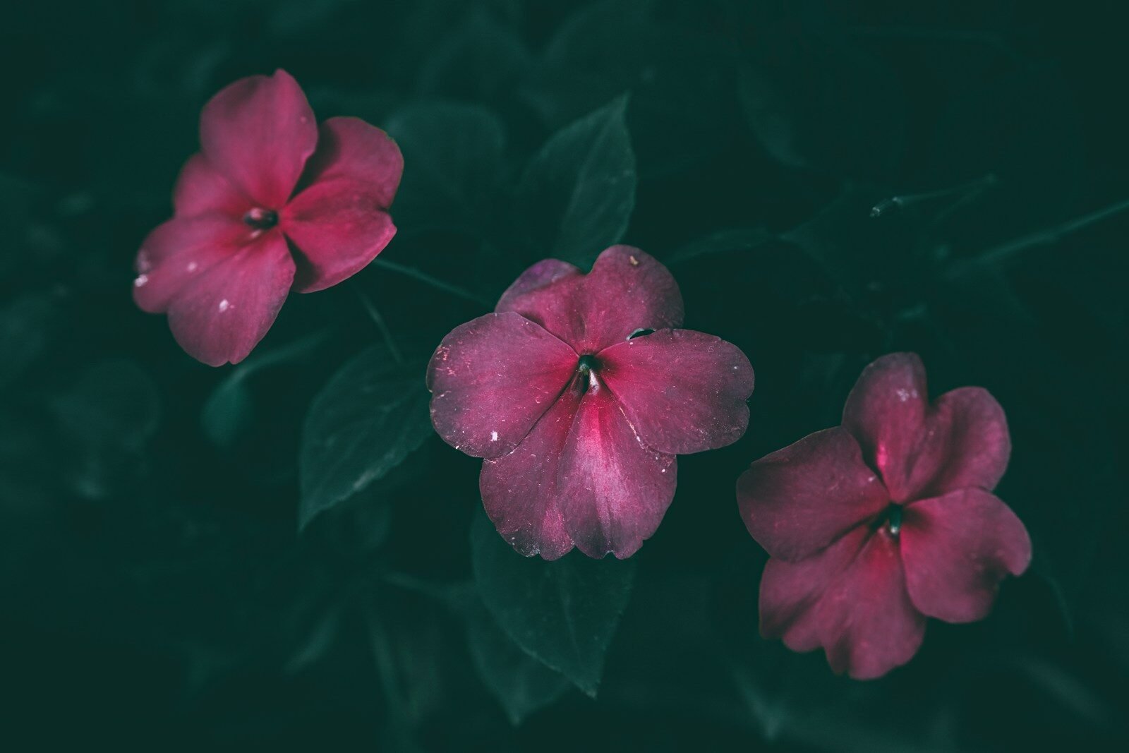 photo by wyxina tresse שתיל בוסמת הסולטן פורח בעציץ לאזור מוצל
