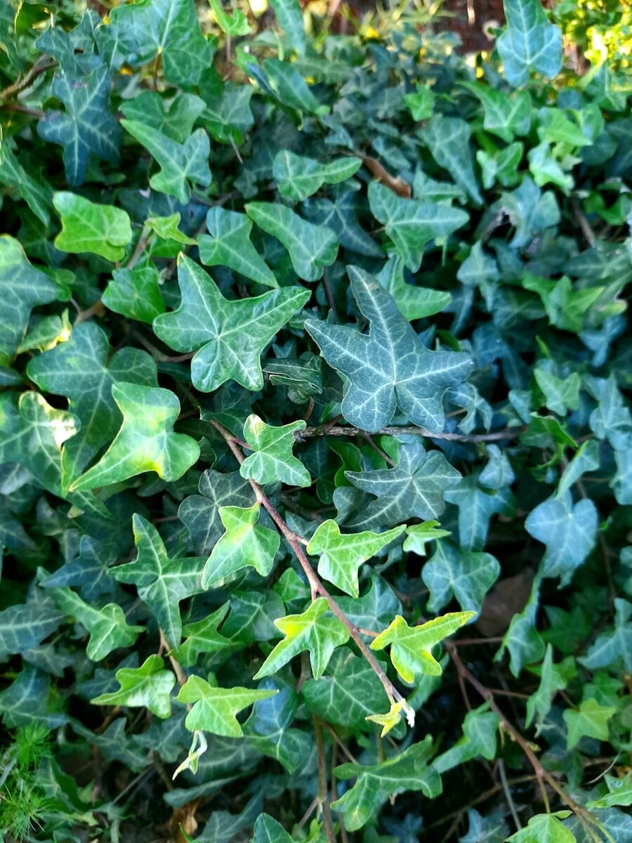 photo by tiaan nell שתיל כיסוס ירוק ונשפך בעציץ תלוי