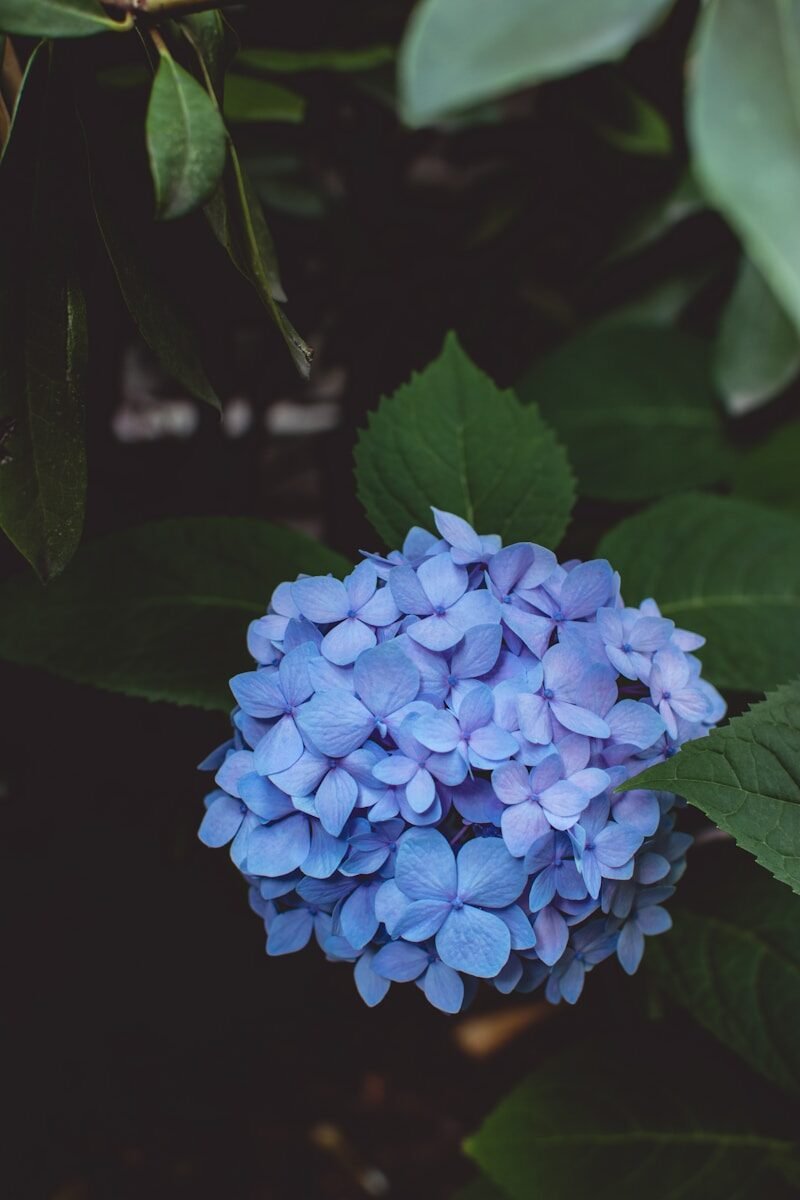 photo by tiffany chan שתיל הורטנזיה בעל כדורי פריחה ענקיים וצבעוניים בעציץ