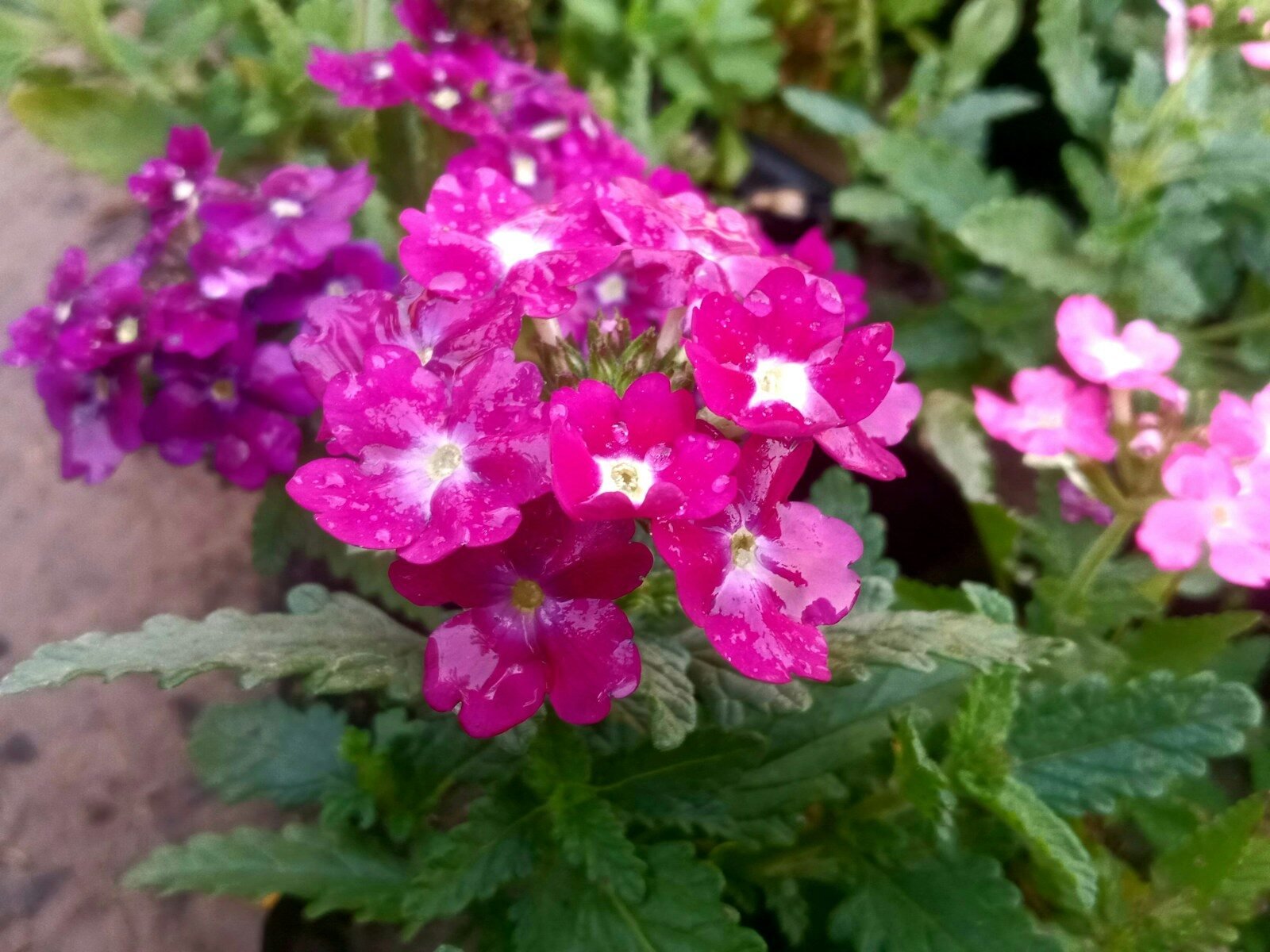 photo by ram kishor שתיל ורבנה לילכית פורחת בשמש בעציץ
