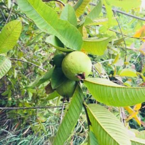 עץ-שיח גויאבה תותית ירוק עם פריחה עדינה בעציץ גדול