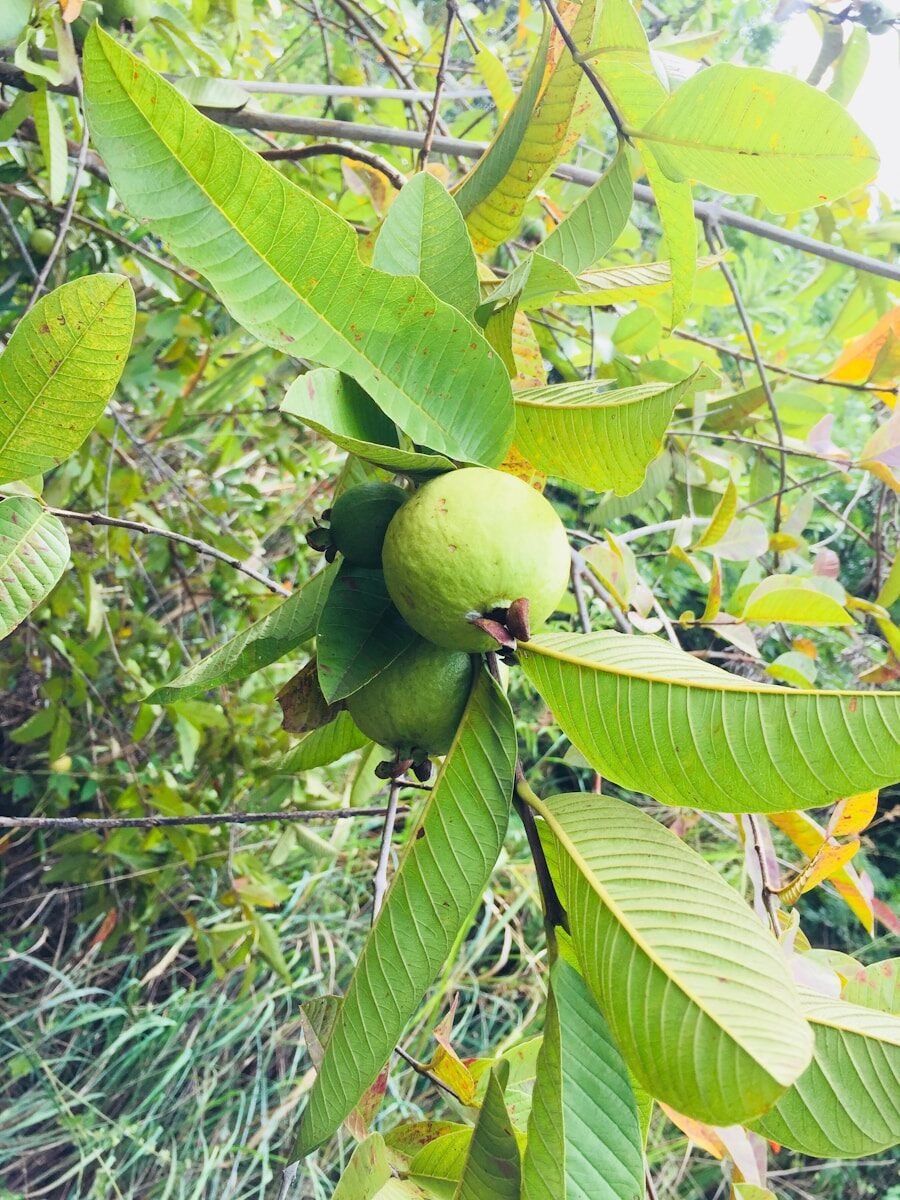 photo by kasun tharuka עץ-שיח גויאבה תותית ירוק עם פריחה עדינה בעציץ גדול
